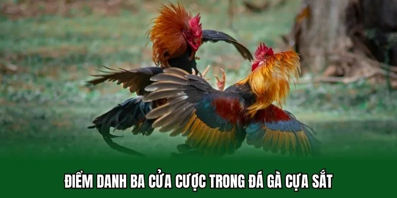 Đá Gà Cựa Sắt - Khám Phá Sức Hấp Dẫn Sảnh Cược Siêu Thưởng 3 Điểm danh ba cửa cược trong đá gà cựa sắt