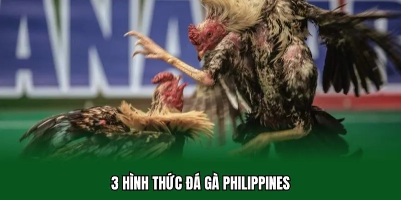 Đá Gà Philippines 32WIN - Xem Chiến Kê Trực Tiếp Full Hd 4k 2 3 hình thức đá gà Philippines