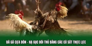 đá gà cựa đòn
