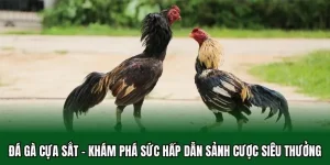 đá gà cựa sắt