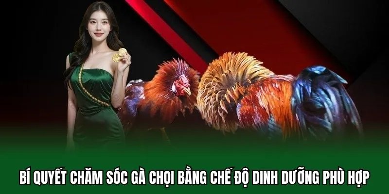 Bí Quyết Chăm Sóc Gà Chọi Chuẩn Chỉnh Từ A Đến Z Cho Sư Kê 1 Bí quyết chăm sóc gà chọi bằng chế độ dinh dưỡng phù hợp