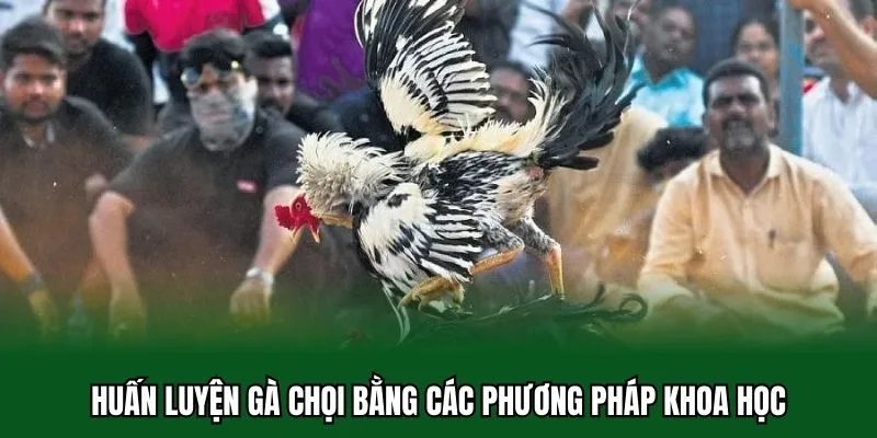 Bí Quyết Chăm Sóc Gà Chọi Chuẩn Chỉnh Từ A Đến Z Cho Sư Kê 2 Huấn luyện gà chọi bằng các phương pháp khoa học