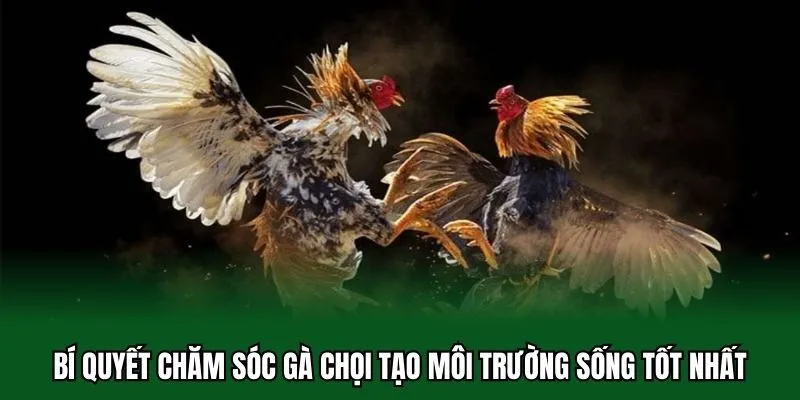 Bí Quyết Chăm Sóc Gà Chọi Chuẩn Chỉnh Từ A Đến Z Cho Sư Kê 3 Bí quyết chăm sóc gà chọi tạo môi trường sống tốt nhất