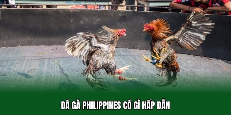 Đá Gà Philippines 32WIN - Xem Chiến Kê Trực Tiếp Full Hd 4k 1 Đá gà Philippines có gì hấp dẫn