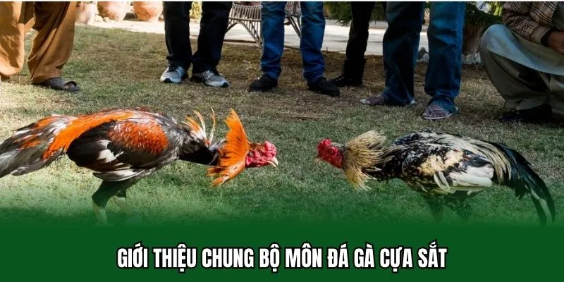Đá Gà Cựa Sắt - Khám Phá Sức Hấp Dẫn Sảnh Cược Siêu Thưởng 1 Giới thiệu chung bộ môn đá gà cựa sắt