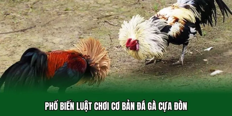 Đá Gà Cựa Đòn - Hạ Gục Đối Thủ Bằng Các Cú Sút Thực Lực 2 Phổ biến luật chơi cơ bản đá gà cựa đòn