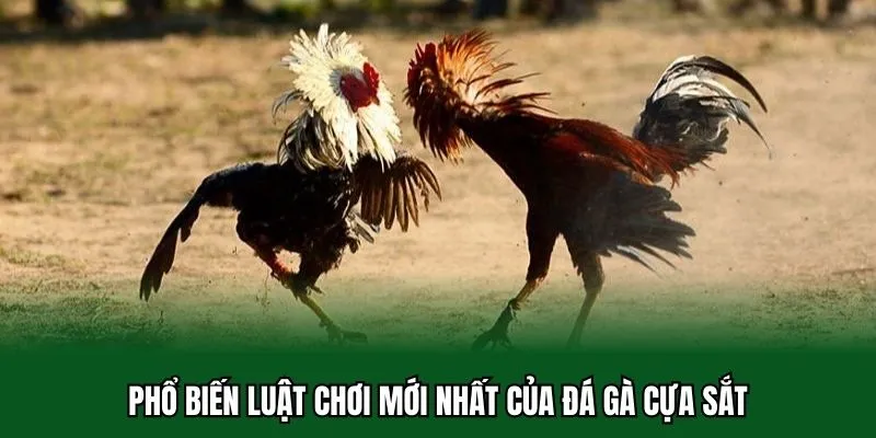 Đá Gà Cựa Sắt - Khám Phá Sức Hấp Dẫn Sảnh Cược Siêu Thưởng 2 Phổ biến luật chơi mới nhất của đá gà cựa sắt