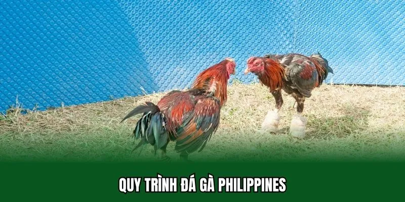 Đá Gà Philippines 32WIN - Xem Chiến Kê Trực Tiếp Full Hd 4k 3 Quy trình đá gà Philippines