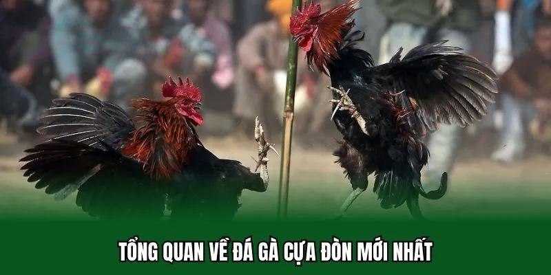 Đá Gà Cựa Đòn - Hạ Gục Đối Thủ Bằng Các Cú Sút Thực Lực 1 Tổng quan về đá gà cựa đòn mới nhất