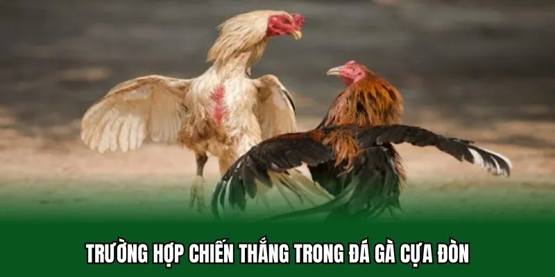 Đá Gà Cựa Đòn - Hạ Gục Đối Thủ Bằng Các Cú Sút Thực Lực 3 Trường hợp chiến thắng trong đá gà cựa đòn